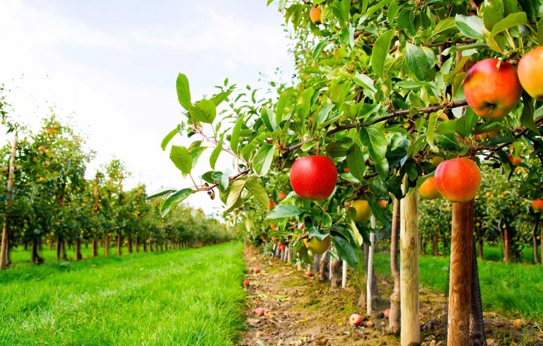 Apple orchard